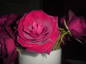 En vacker ros till mina kollegor