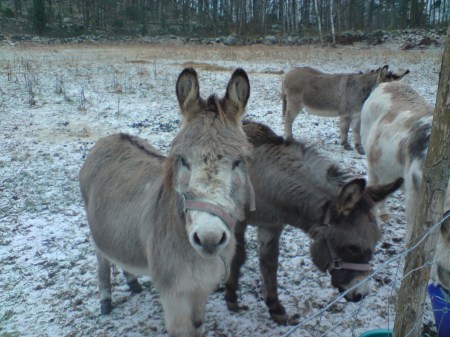 Åsnorna i hagen