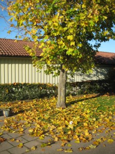 Marken fylld av löv