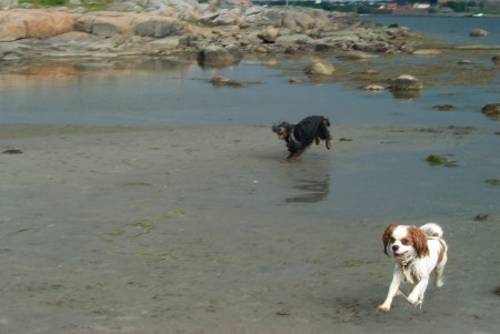 James och en kompis på Getterön