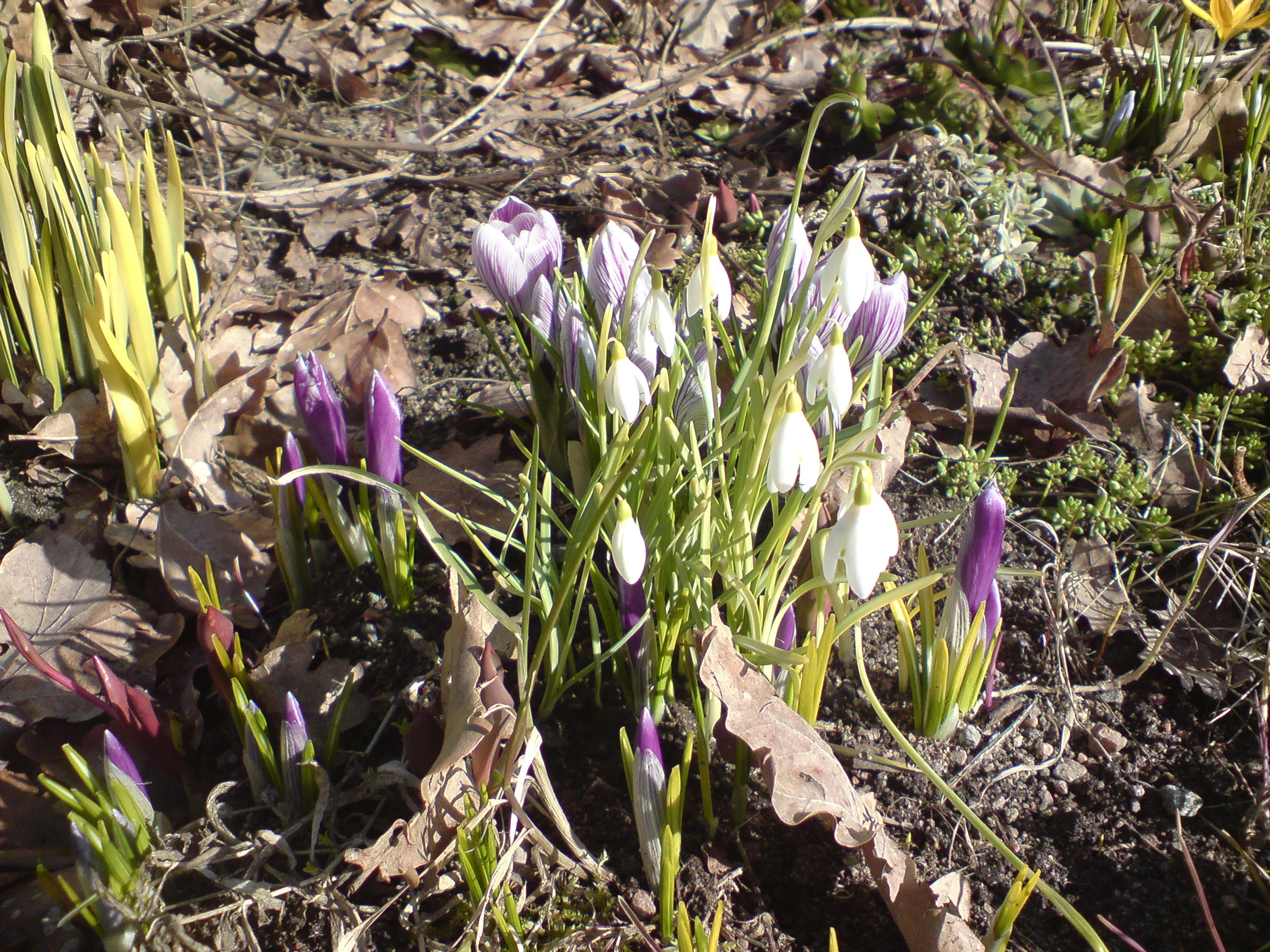 Vårblommor Marssnö o krokus