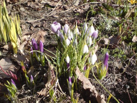 Marssnö o krokus
