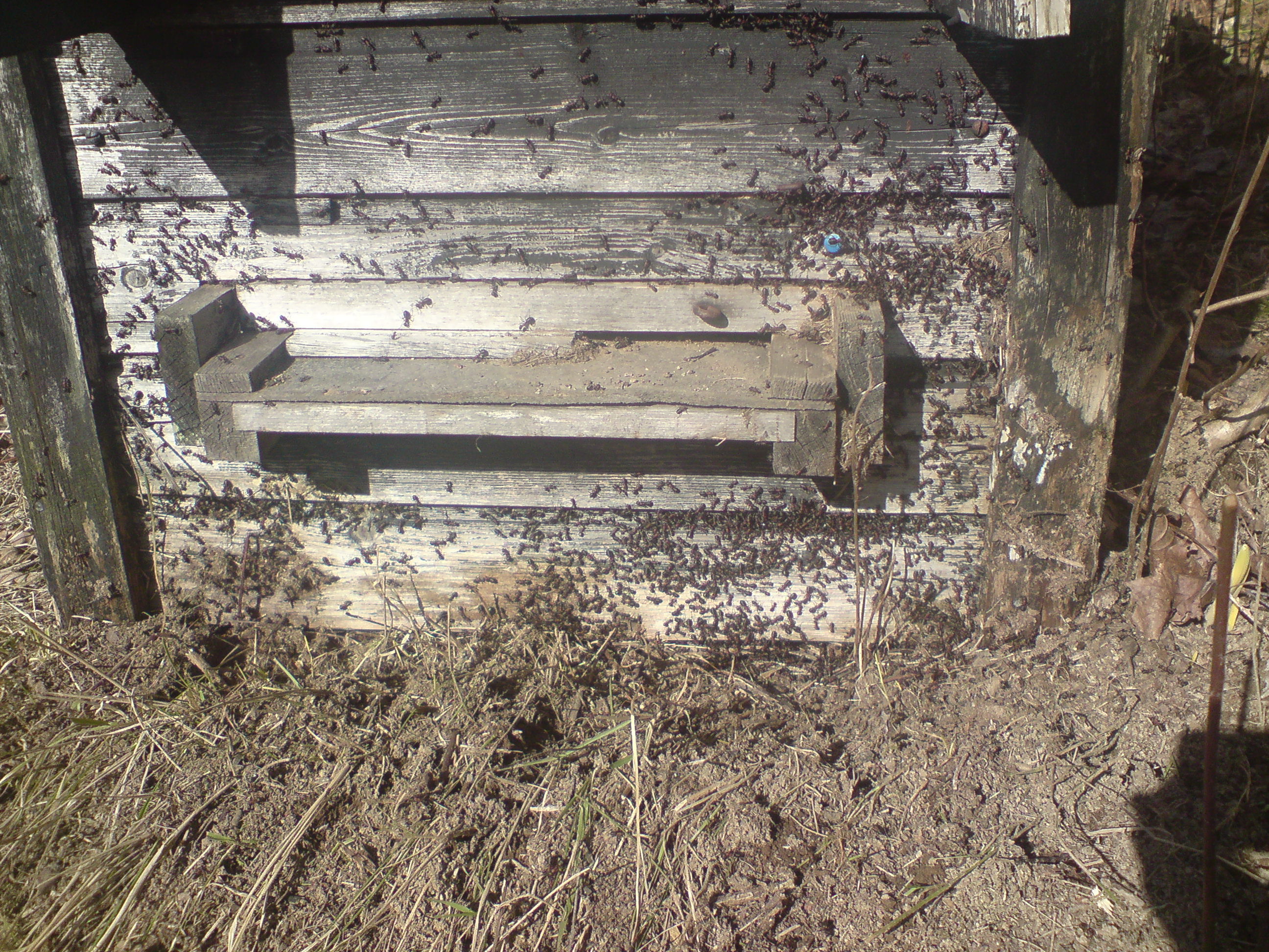 Myror Marssnö - myror