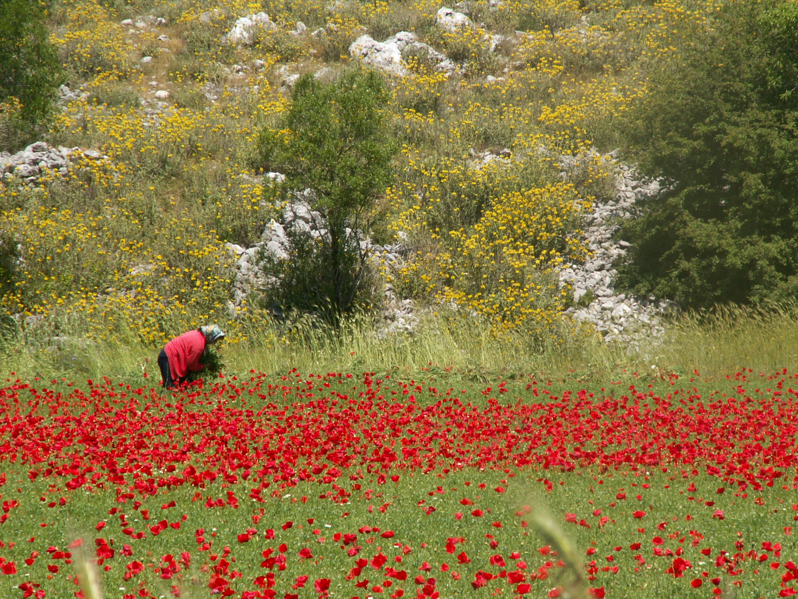 Vallmofält på Lefkas