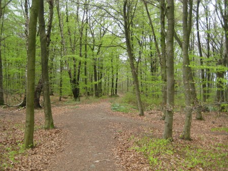 Bokskog i vacker grönska