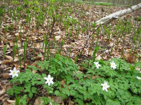 Vitsippor och Liljekonvalj