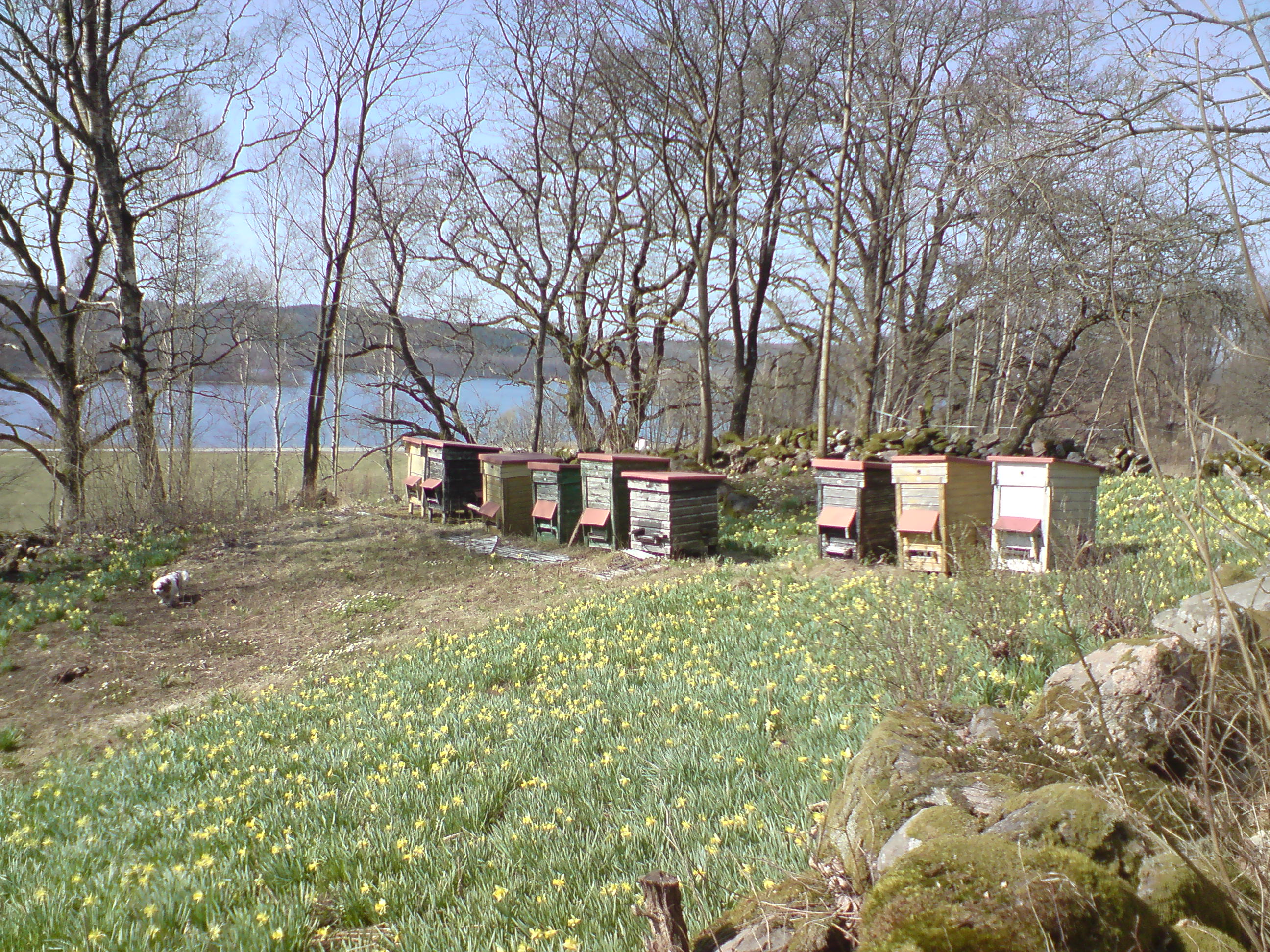 Påskliljor, Fävren i bakgrunden