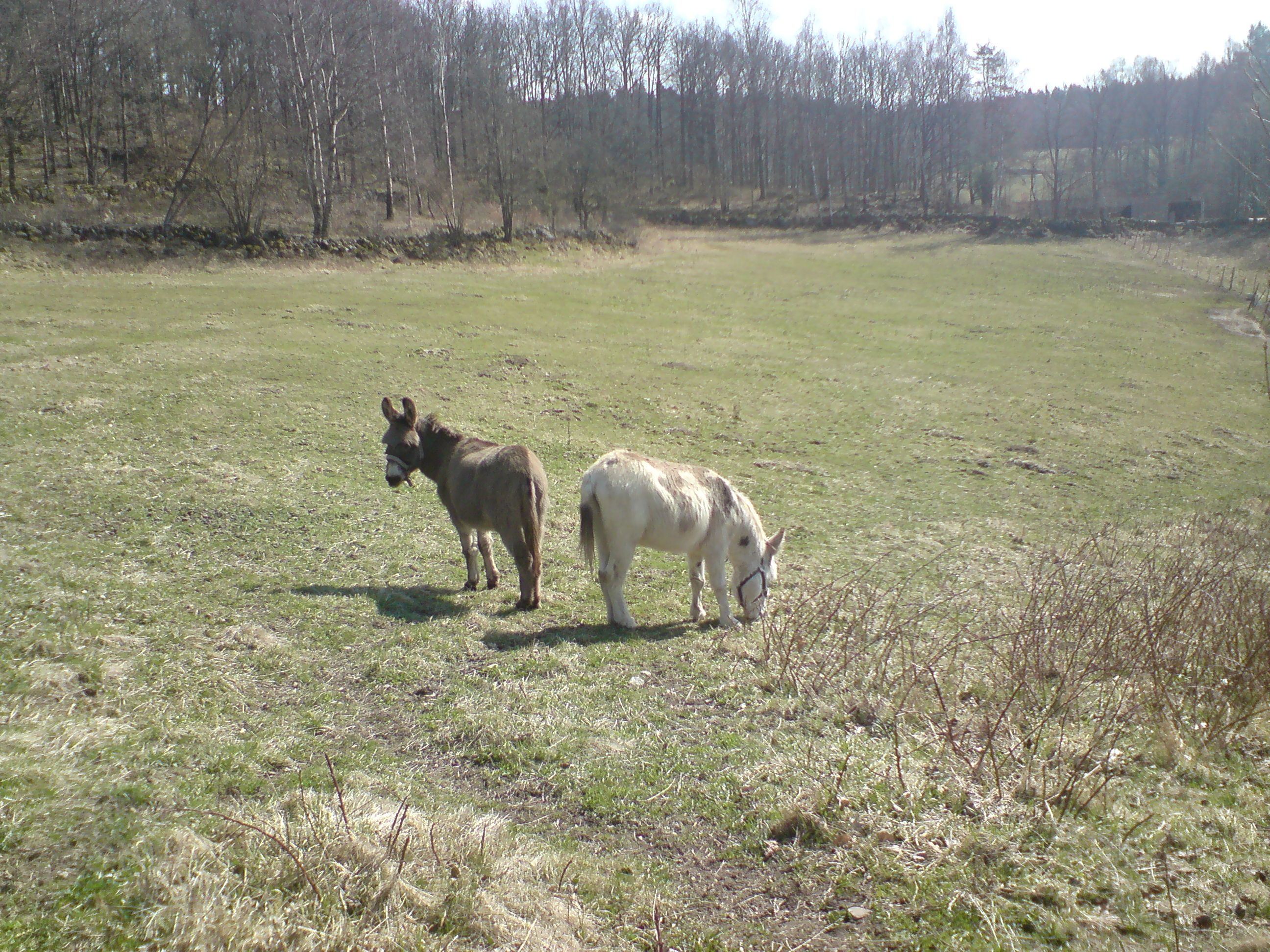 Två åsnor