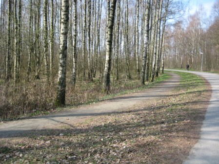 Björkskogen vid simhallen