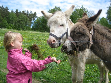 Åsnorna tycker om gräs