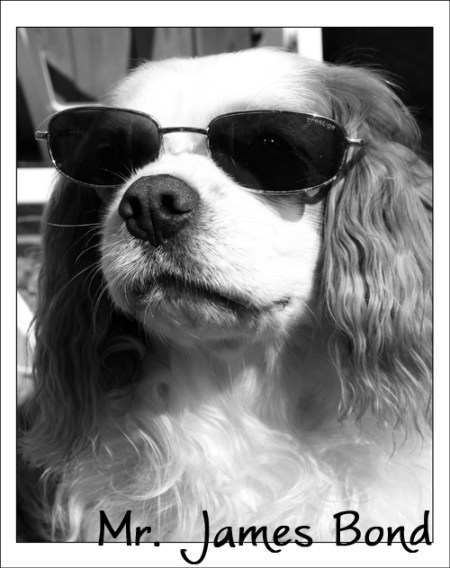 Mr James Bond