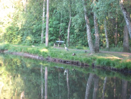 Häger vid Svarta Havet