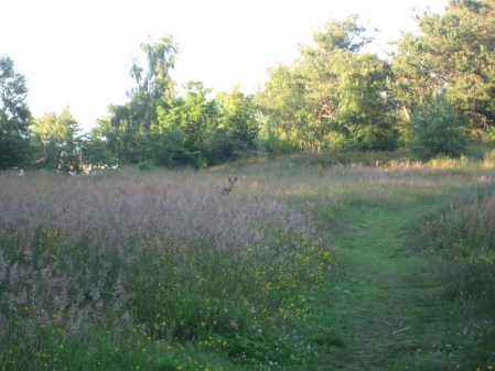 rådjur på vägen mot Svarta Havet