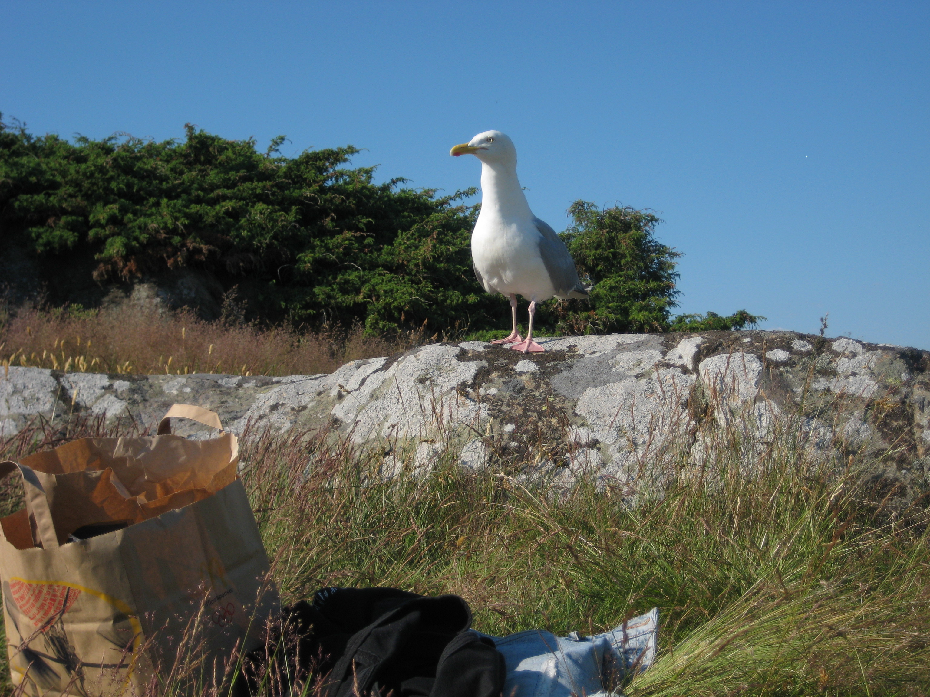 De må vara elaka, men de är rätt vackra
