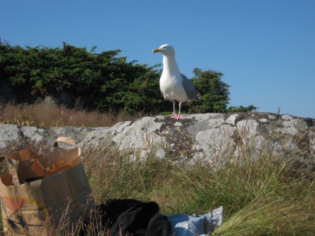 De må vara elaka, men de är rätt vackra