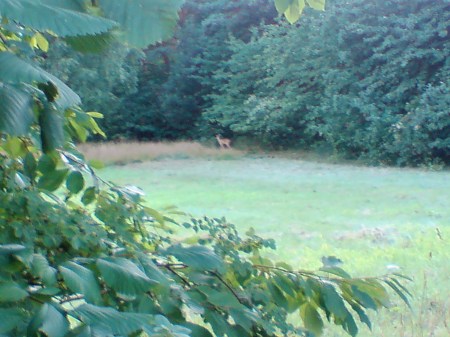 Rådjuret i skogsbrynet