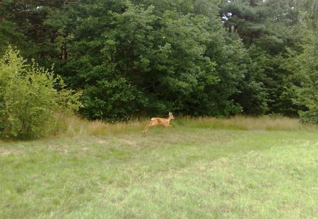 Rådjur Här är det rådjurshonan som springer