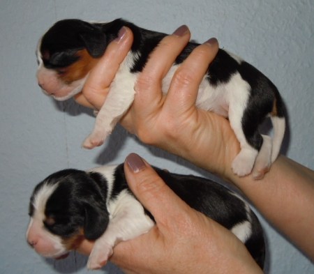 Grace tricolour hanar 4 dagar 005a