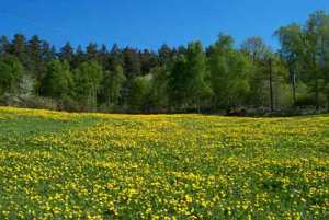 Äng gul av maskrosor