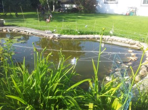 Preparerad damm måot  häger-angrepp!