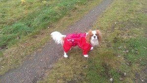 Fin i nya regndressen