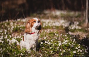 Stellla och vitsippor