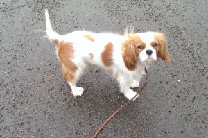 Hänger du med matte?